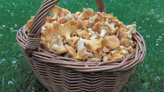 Lubelskie: Rosną jak kurki po deszczu. Pierwszy tegoroczny wysyp grzybów