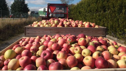 Lubelskie: Ruszył interwencyjny skup jabłek, jeden z rolników spał w ciągniku od soboty