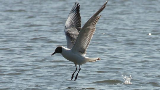 Lubelskie. Setki martwych mew na brzegu. To ptasia grypa