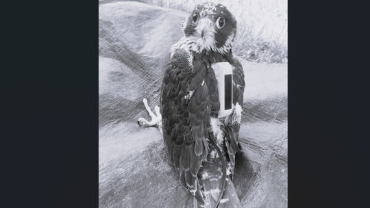 Lubelskie sokoły. Borowy odnaleziony martwy