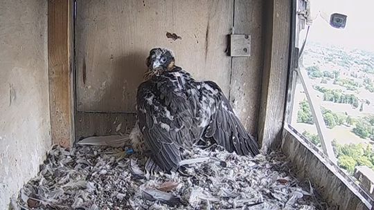 Lubelskie sokoły z nowoczesnym sprzętem 