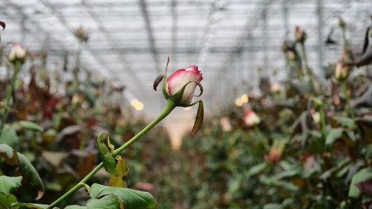 Lubelskie: Sprzedaż kwiatów zaczyna rosnąć. Jedna z firm zwiększa obroty i zatrudnienie