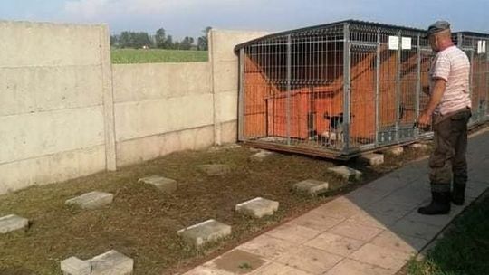 Lubelskie. Trąba powietrzna zdemolowała schronisko dla zwierząt. Zabrała kojce z psami