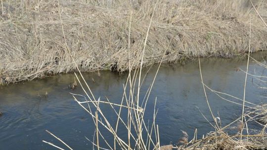 Lubelskie. Tragiczny koniec poszukiwań 39-latka. Znaleźli ciało