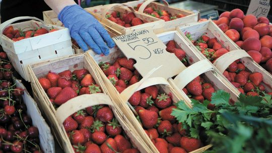 Lubelskie: Truskawki tanie jak barszcz. Plantatorzy załamują ręce