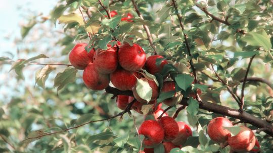 Lubelskie. W sadach drzewa pełne owoców, których nie ma komu zrywać. Szukają nawet w Nepalu