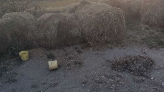 Lubelskie. W szczerym polu, łańcuchami uwiązane do bel słomy. Zaniedbane psy