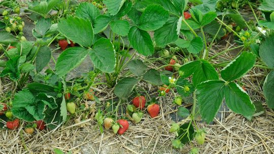 Lubelskie: W tych miejscach kupisz owoce taniej, prosto z pola. Ale musisz sam sobie nazbierać