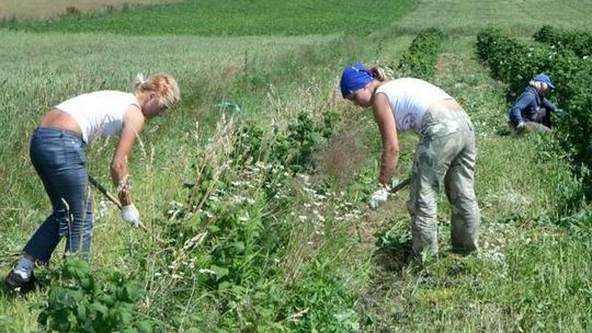Lubelskie: W zbiorach zbóż i owoców jesteśmy w czołówce