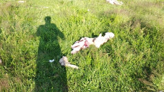 Lubelskie: Wataha wilków przyszła nocą. Gospodarz rano znalazł zagryzione owce