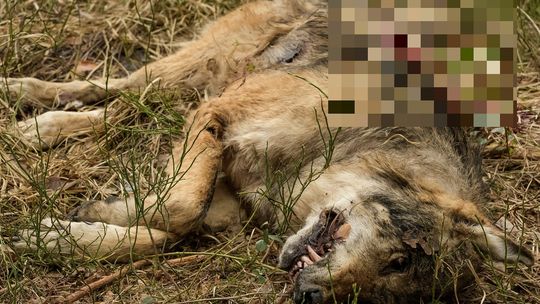 Lubelskie. Wiadomo, że strzał padł z bliska. Policja szuka zabójcy wilka [drastyczne zdjęcia]