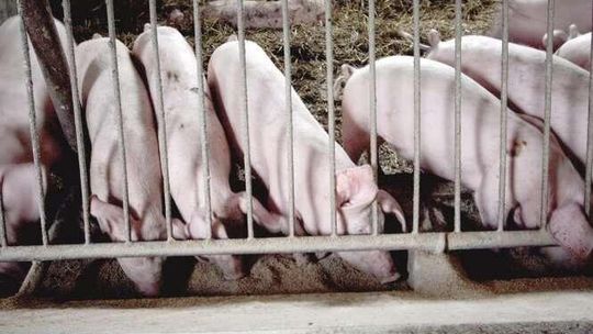 Lubelskie: Wirus atakuje. Sejmik chce stanu klęski żywiołowej w związku z ASF