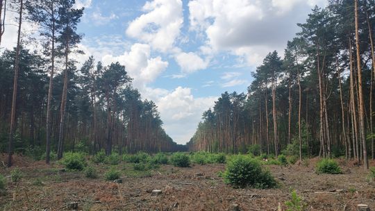 Lubelskie: Wytną hektary drzew, żeby zbudować gazociąg? Będzie miał 308 km długości