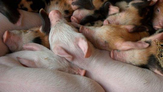 Lubelskie zagrożone afrykańskim pomorem świń. Nie będzie targów