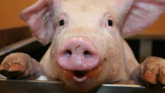 Lubelskie zagrożone afrykańskim pomorem świń, wojewoda wprowadza obostrzenia