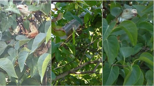 Lubelskie: Zaskakujące odkrycie w krzakach. Kiedy przyjechali policjanci, zwierzę uciekło na drzewo