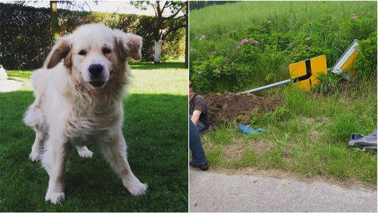 Lubelskie: Znak drogowy śmiertelnie poraził psa. Śmierć zwierzęcia być może ocaliła komuś życie