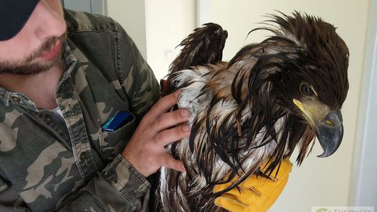 Lubelskie: Znaleziono zatrutego bielika. To ptak pod ochroną