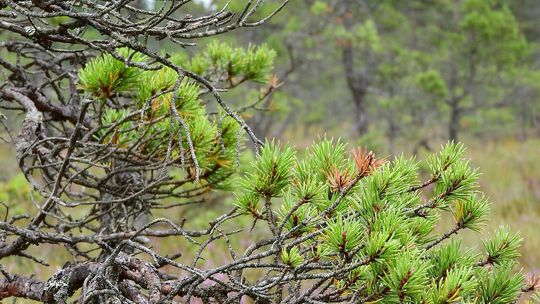Lubelszczyzna ma nowy rezerwat. Zadba o bezpieczeństwo torfowisk