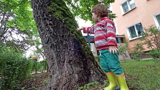 Lublin: 22 drzewa do wycinki na Czechowie. Nowe rury kosztem zieleni