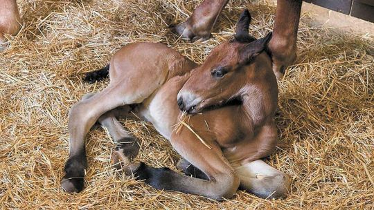 Lublin: Apollo, Anemon, Aleksander, a może Aster? Można wybrać imię dla źrebaka