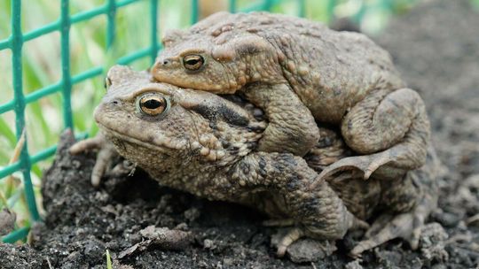 Lublin: Auta jadą, ropuchy giną, a siatki tylko dwie