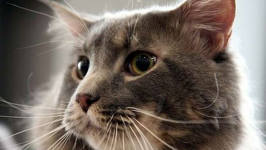 Lublin: Będzie bezpłatna kastracja i sterylizacja psów i kotów