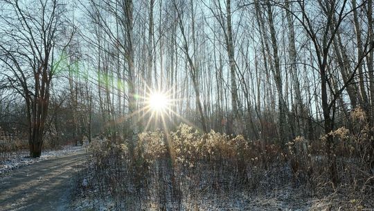 Lublin. Będzie mapa tysiąca drzew
