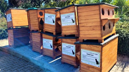 Lublin: Bezdomne koty dostaną swoje „M”