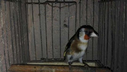 Lublin: Bezprawnie trzymał chronione ptaki. Wpadł przez przypadek