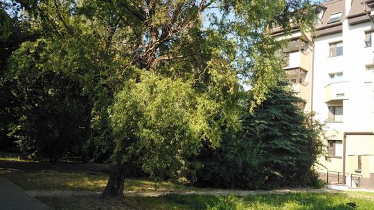 Lublin: Blisko 100 wniosków o wycięcie drzew z osiedli mieszkaniowych