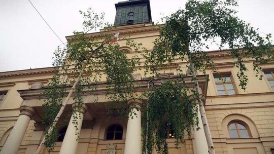 Lublin: Brzozy wyrosły przed Ratuszem