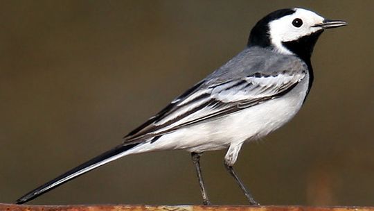 Lublin: Budki lęgowe w parku przy ul. Zawilcowej? Miasto nie ma na to pieniędzy
