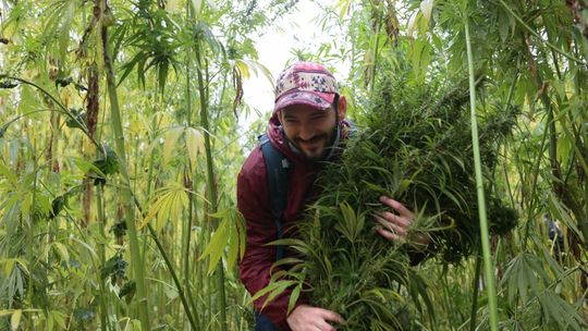 Lublin. Buszujący w konopiach. Wielu chętnych przyszło na słynne pole między blokami