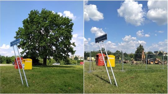 Lublin: Był dąb, nie ma dębu. Ekspresowa wycinka w asyście ochrony [zdjęcia]