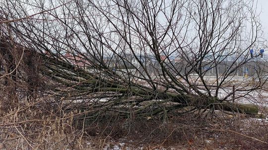 Lublin. Był zagajnik, będzie sklep. Trwa wycinka