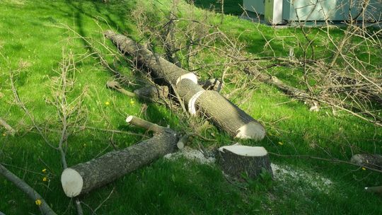 Lublin. Była wycinka i obietnica nowych drzew. Mieszkaniec domaga się dotrzymania słowa