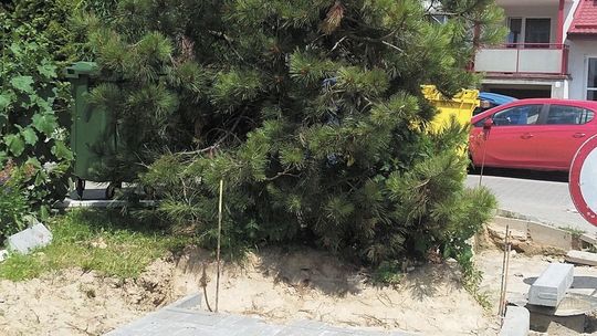Lublin: Było drzewo, będzie chodnik