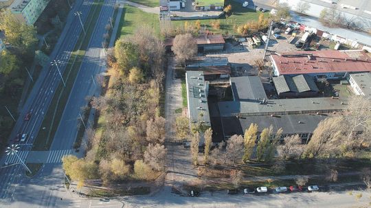 Lublin. Chcieli ciąć na potęgę, ale urzędnicy sprawdzili, że kilku drzewom nic nie dolega