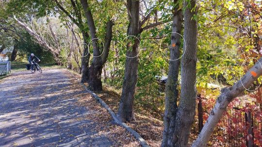 Lublin. Co oznaczają czerwone kropki na drzewach? Zapowiedź wielkiej wycinki?