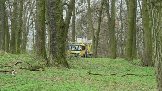 Lublin. Co tną w parku na Węglinie?