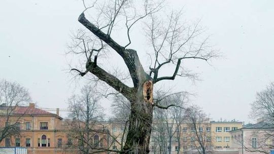Lublin: Coraz bliżej do wycinki Baobabu