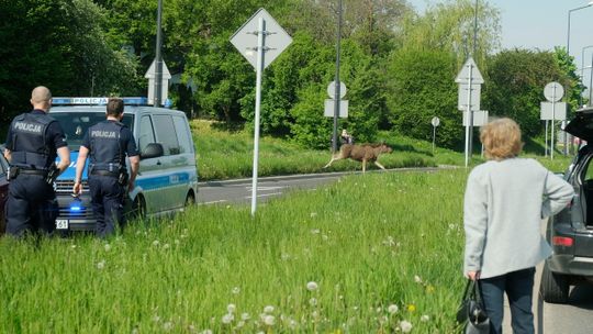 Lublin. Coraz więcej dzikich zwierząt idzie "w miasto". To kosztuje