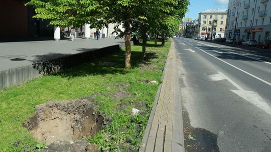 Lublin: Czy na drzewach usuwanych z ul. Lipowej rzeczywiście nie było gniazd ptaków?