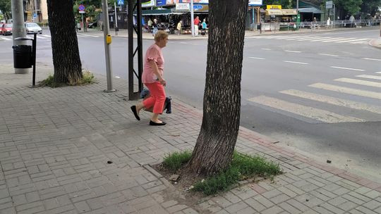 Lublin: Czy tym drzewom można pomóc? "Nie mają szans przetrwać"