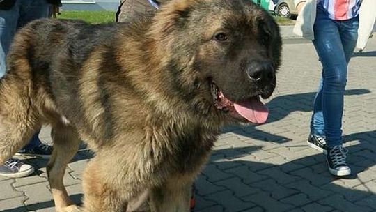 Lublin: Darmowa sterylizacja psów i kotów