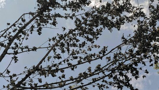 Lublin. Dopiero co posadzili, a już uschły