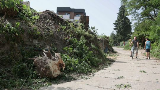 Lublin: Drzewa przegrały z dojazdem do bloku. Mieszkańcy nie wiedzieli do ostatniego momentu