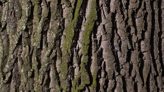 Lublin: Drzewa przy torach do wycięcia