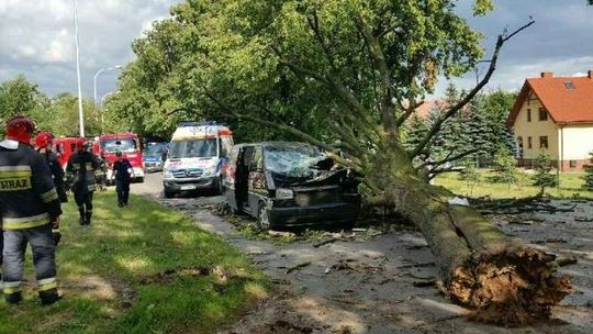 Lublin: Drzewo spadło na jadący samochód. Ranny 25-letni kierowca (zdjęcia, wideo)